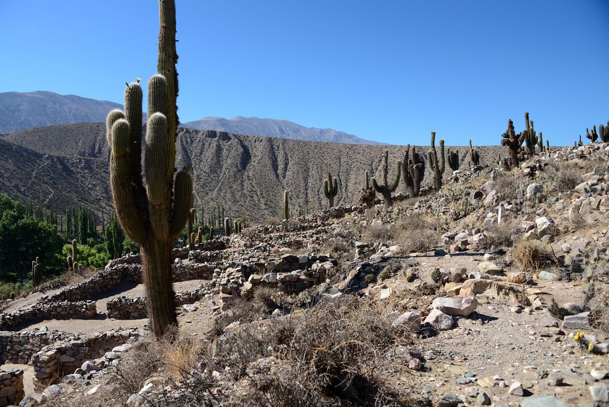 10 Giant Cactus And Some Of The Restored Buildings At Pucara de Tilcara In Quebrada De Humahuaca